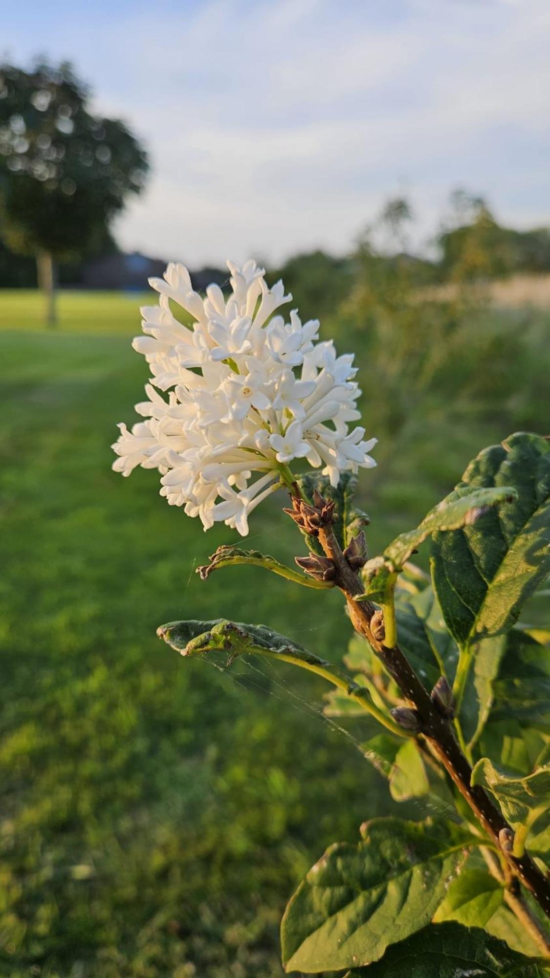 B&B Buutegeweun Sommelsdijk エクステリア 写真